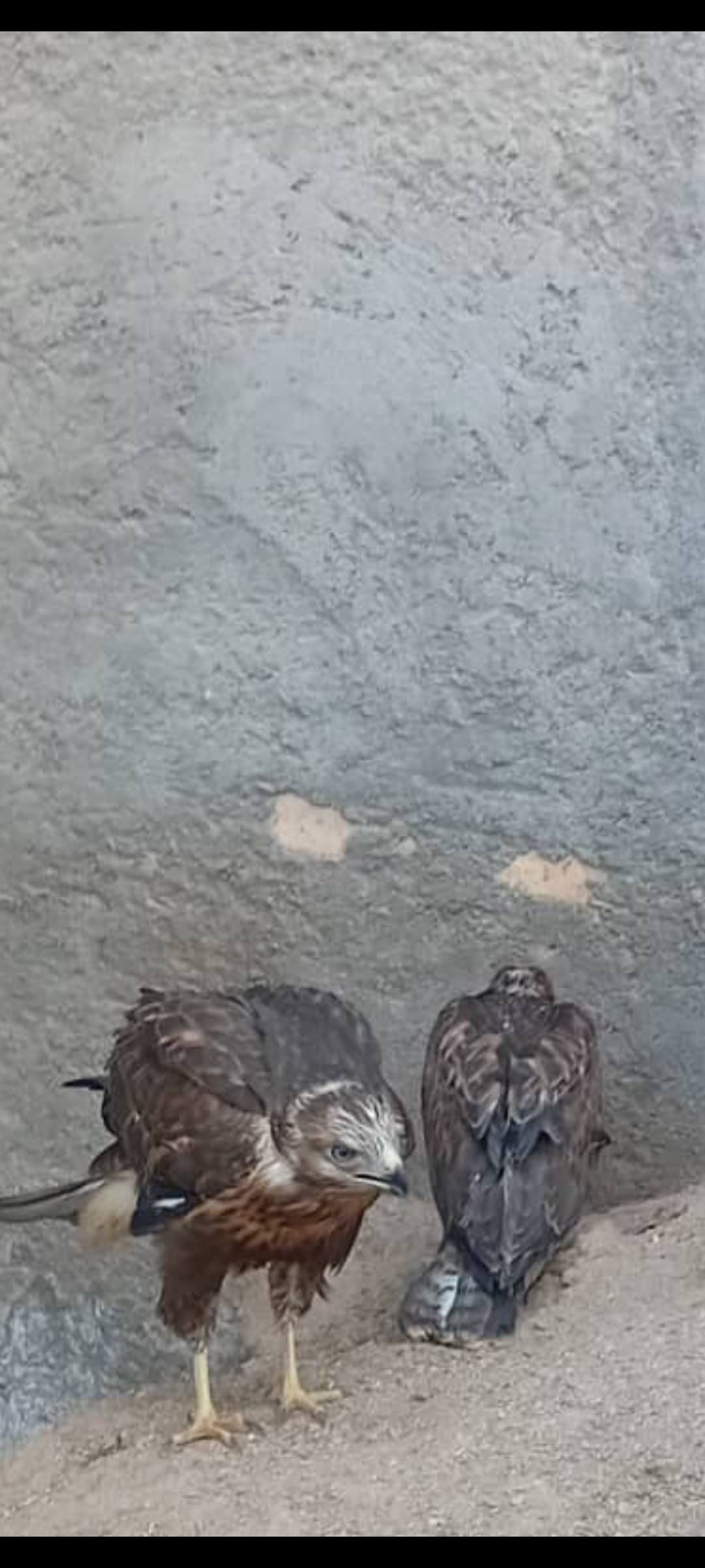 سه عدد جوجه عقاب اصیل ایرانی 
