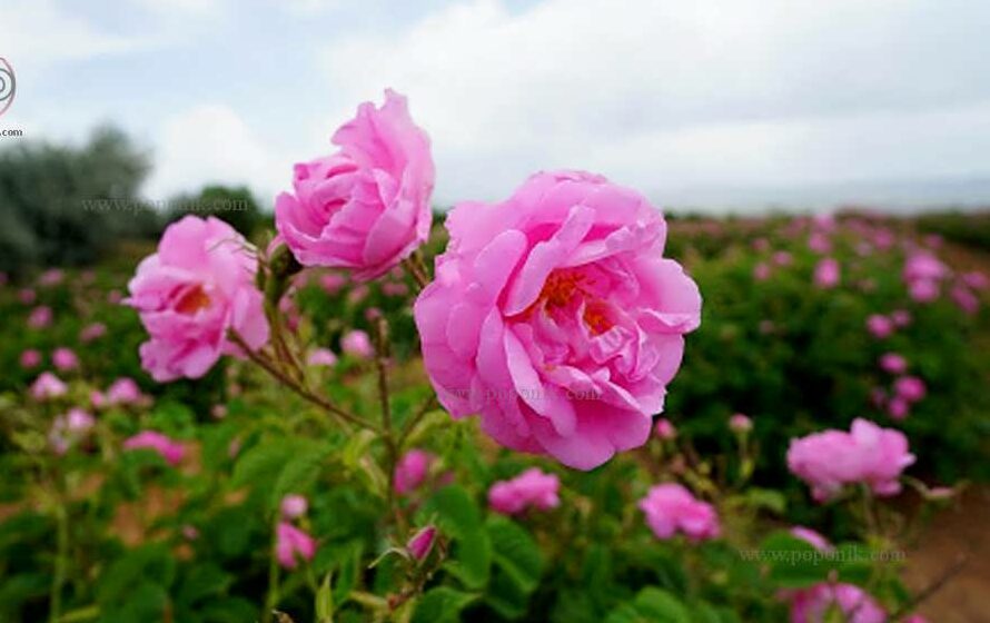 گل محمدی، بابونه