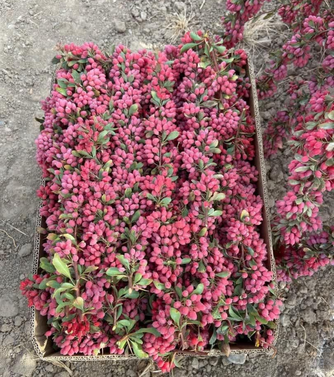 زرشک  درجه یک ممتاز