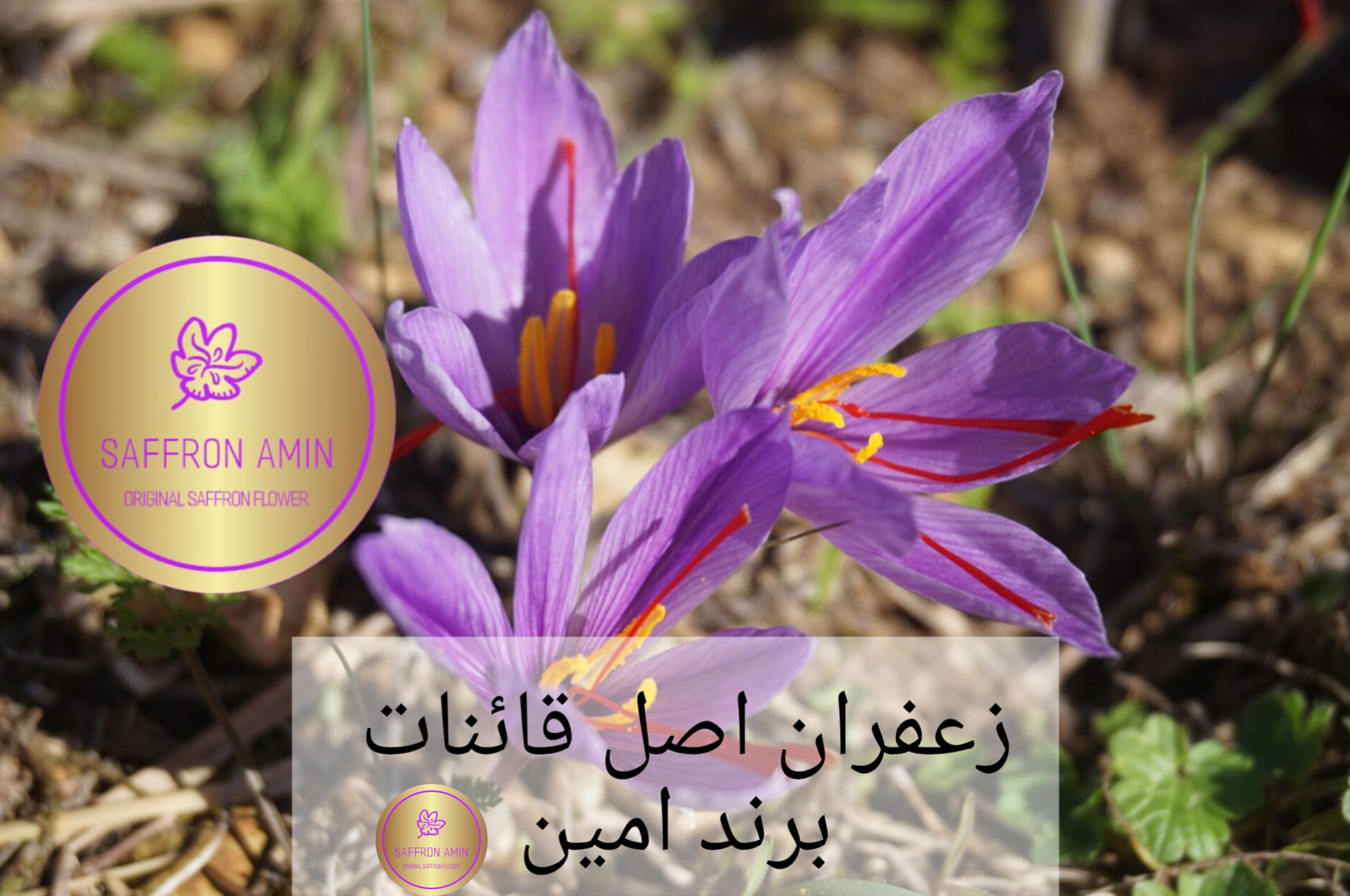 زعفران اصل قائنات ایران برند امین