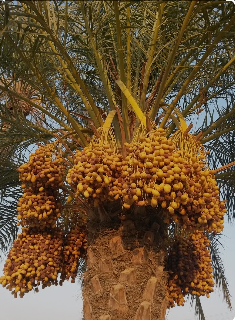 فروش انواع خرما