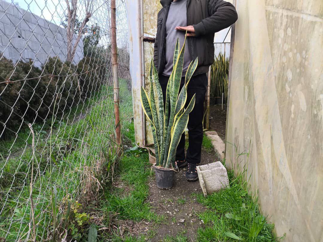 سانسوریا