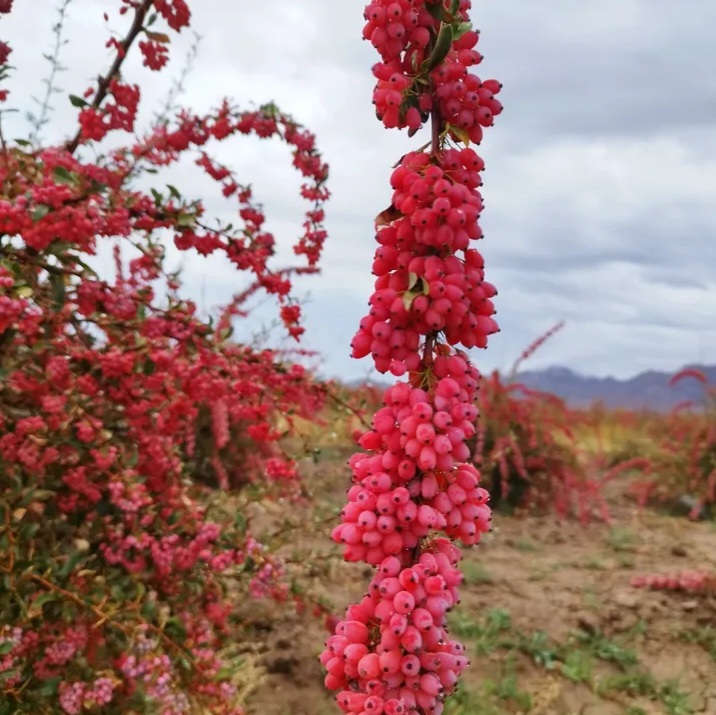 زرشک زعفران