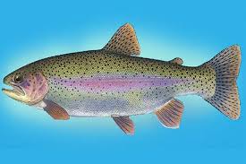 ماهی قزل آلا