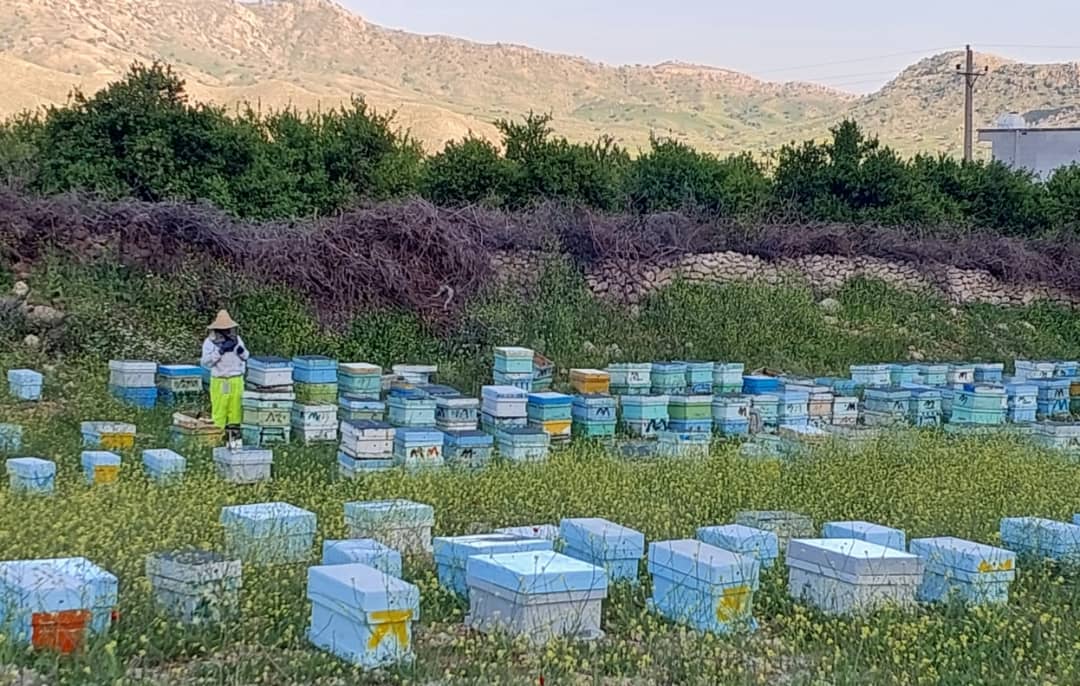 عسل کنار تضمینی و اصل