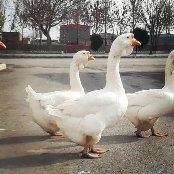 قوغازخالماگوری و تولوز وزن سنگین  