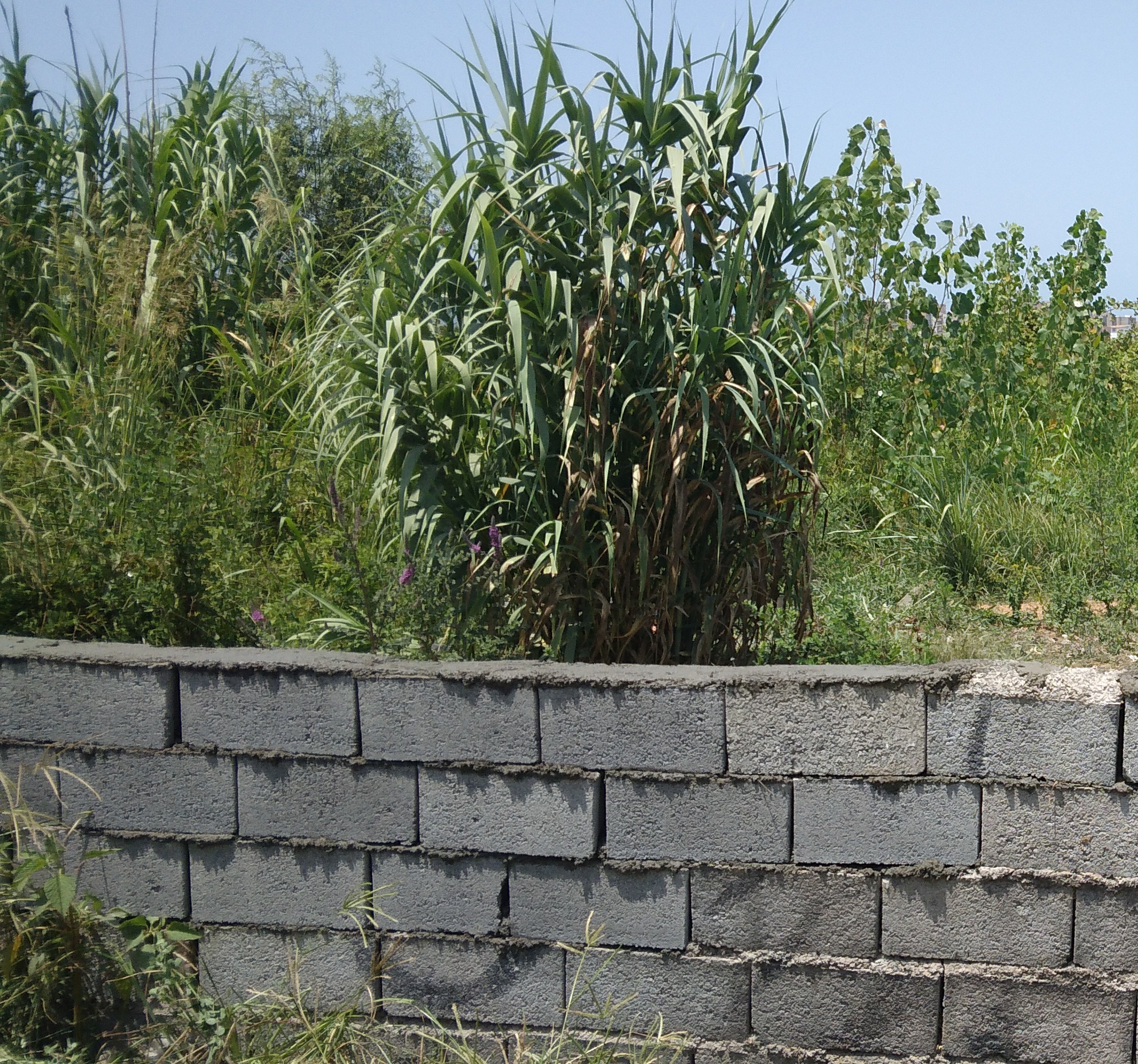 قطعه زمین مسکونی 