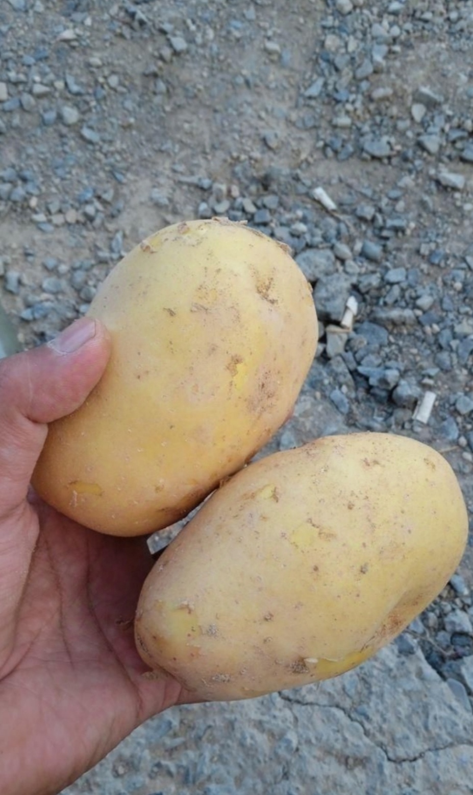 سیب زمینی