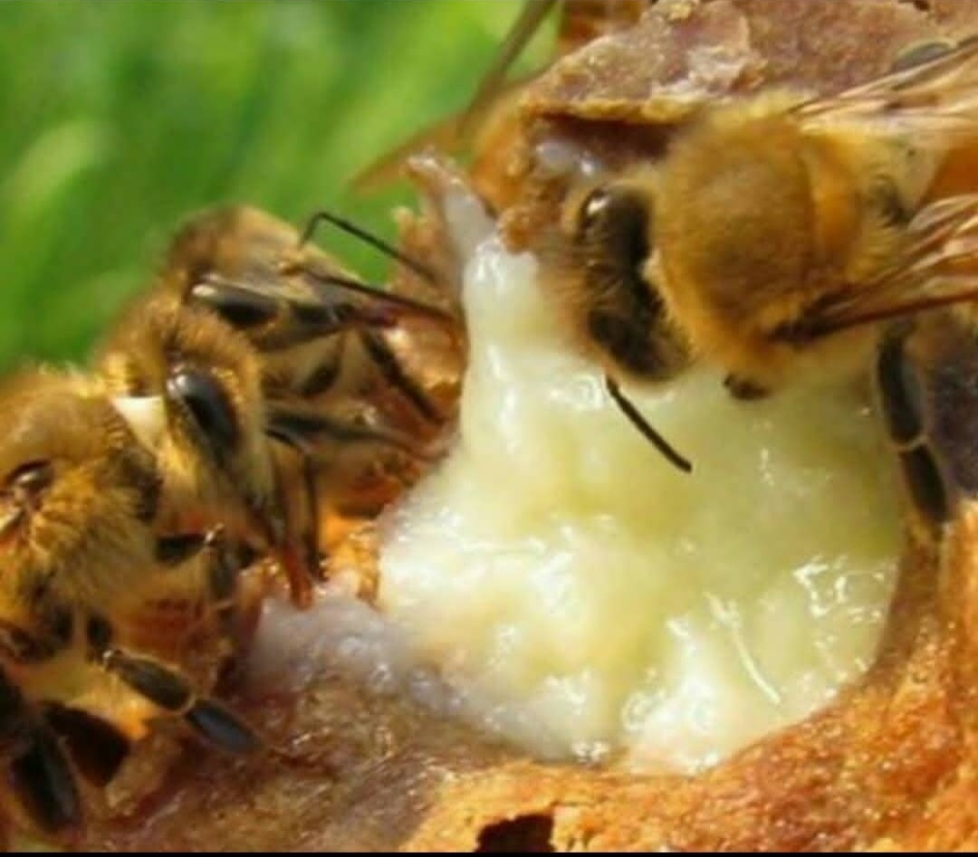 عسل طبیعی دماوند