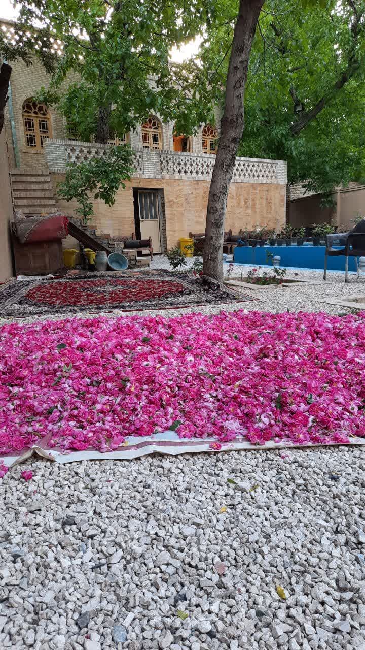 گل محمدی مرغوب