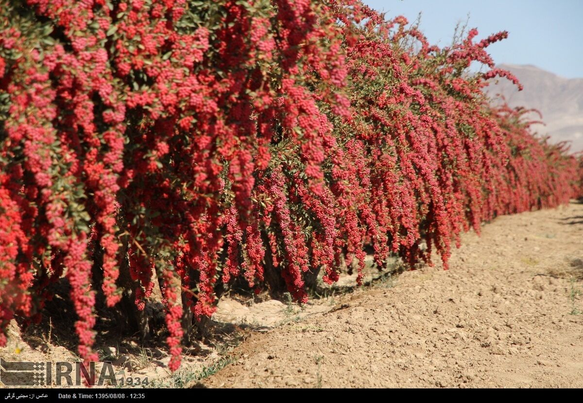 باغ زرشک