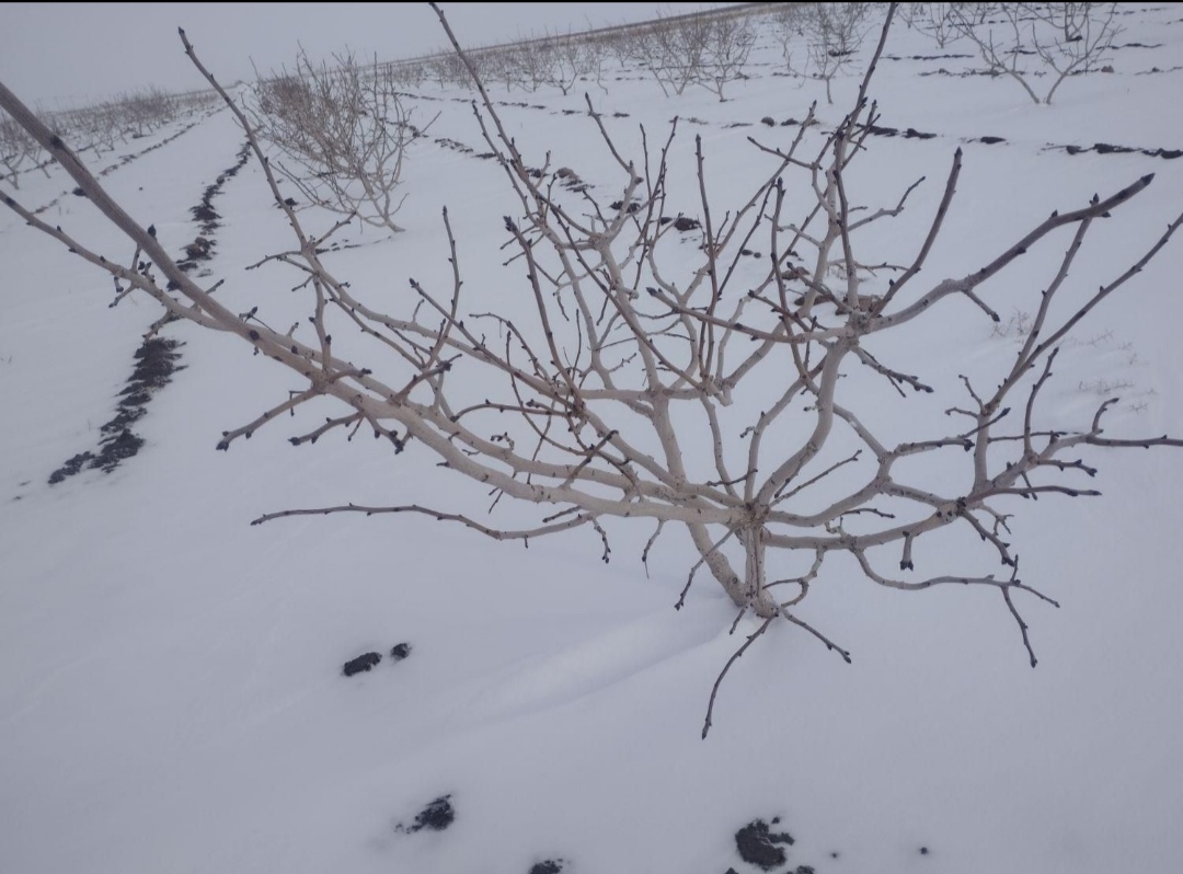 باغ پسته فاصله با حرم امام رضا نیم ساعت 