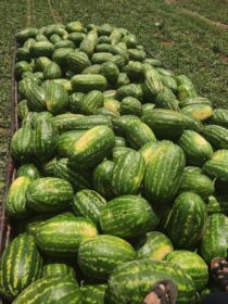 تامین کننده  میوه و صیفی جات 