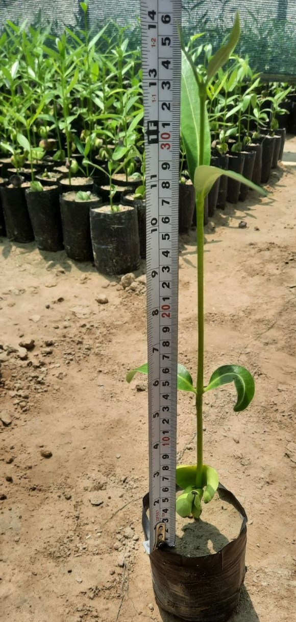 تولید و فروش نهال حرا 