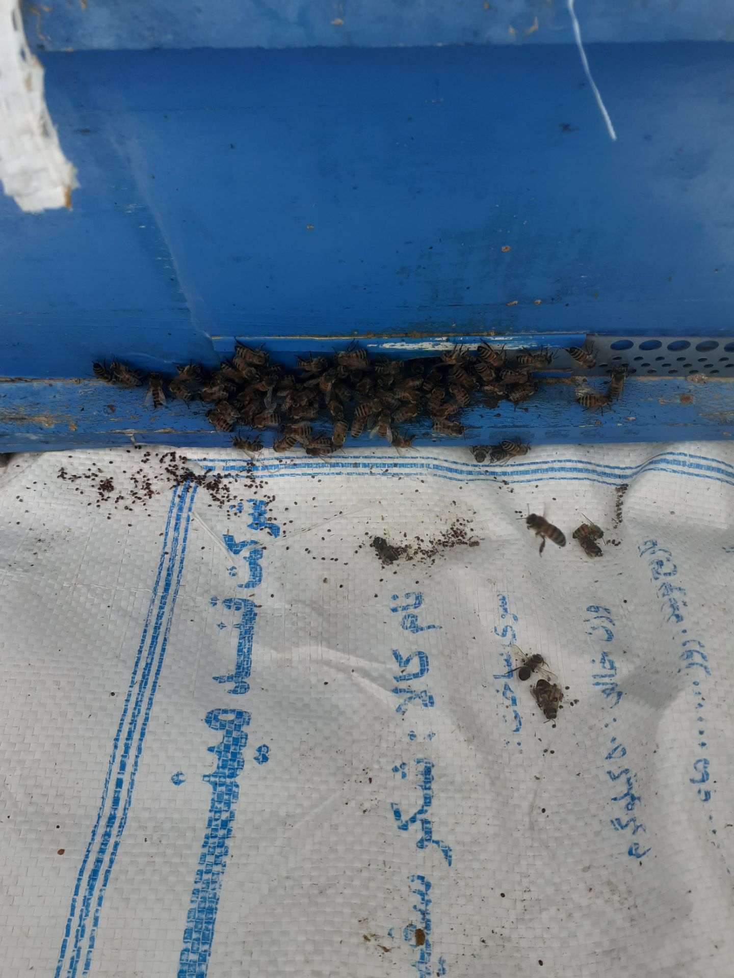 عسل هیروجیق 