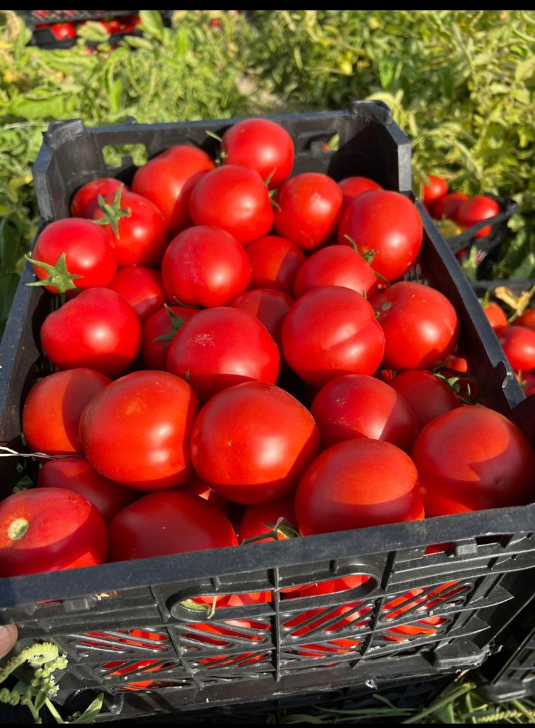 Tomato exportصادرات گوجه فرنگی