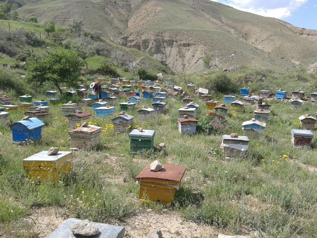 عسل باموم طبیعی