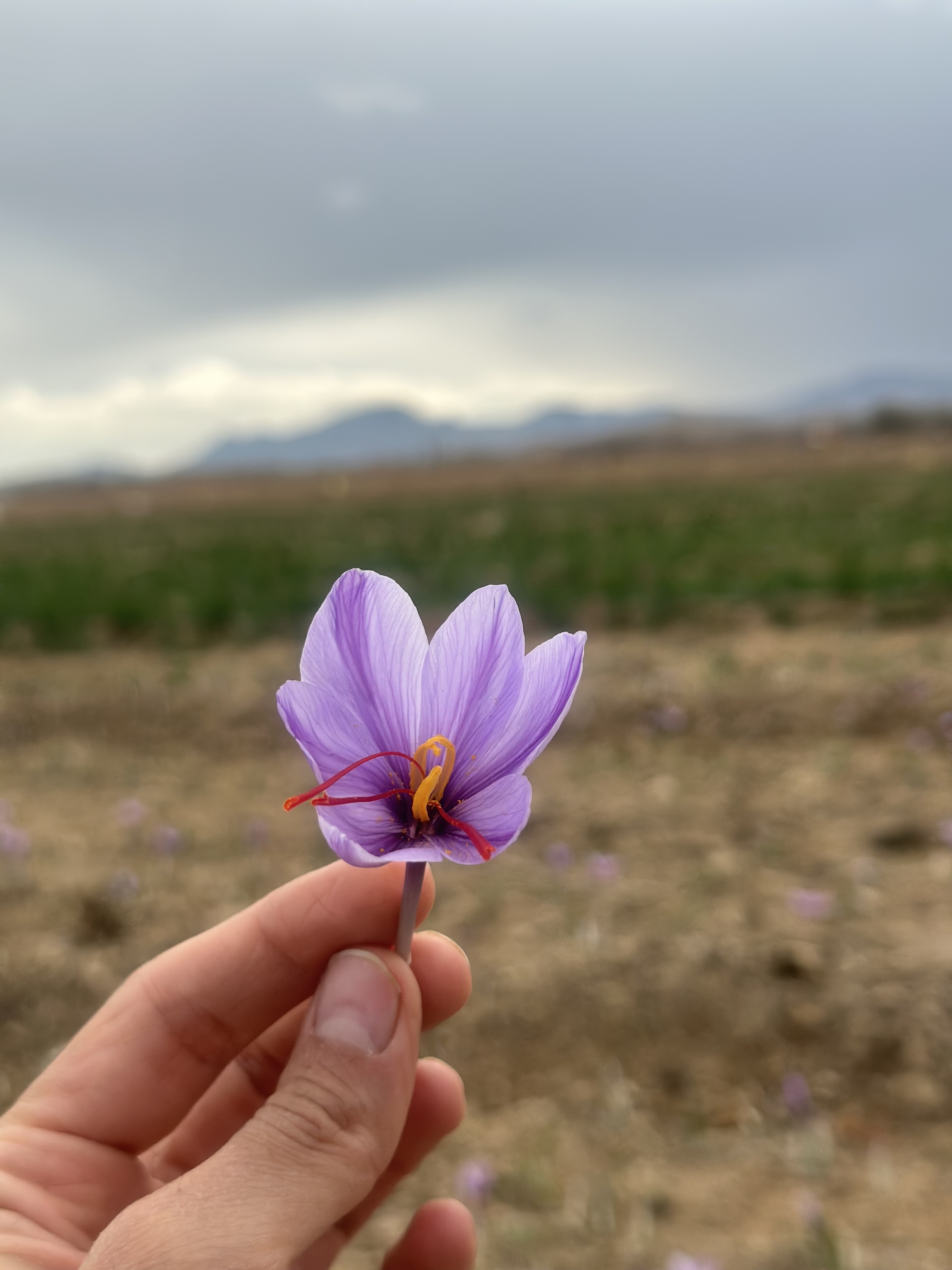 زعفران نگین اصل 