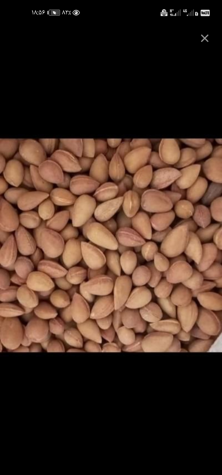 مغز پسته وحشی(بنه) 