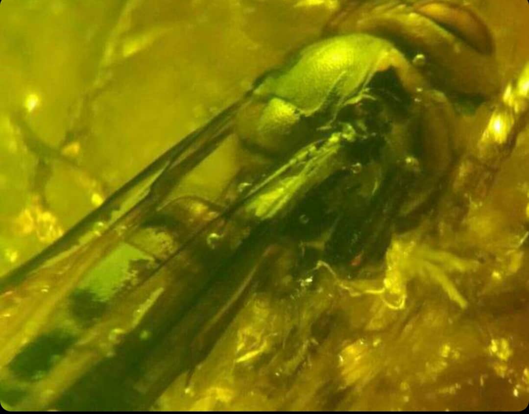 کهربای مهماندار