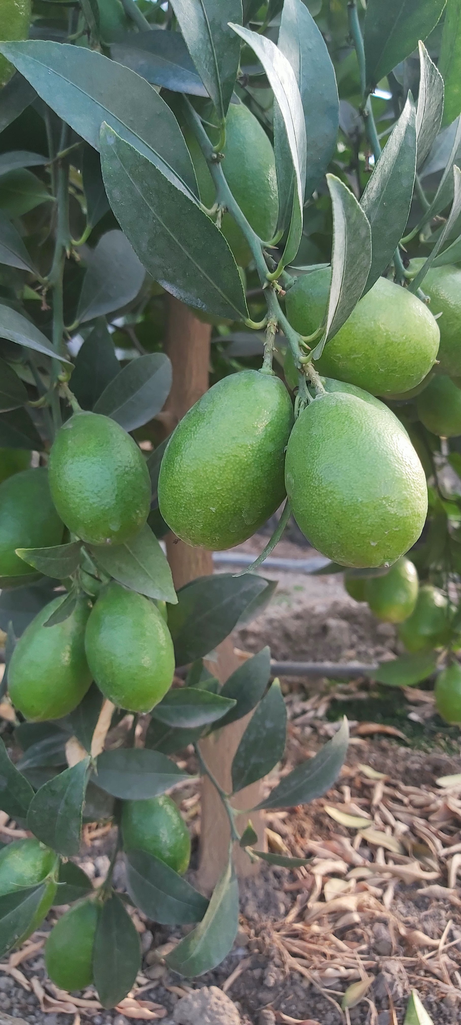 لیمو ترش لایم کوات  Lemon