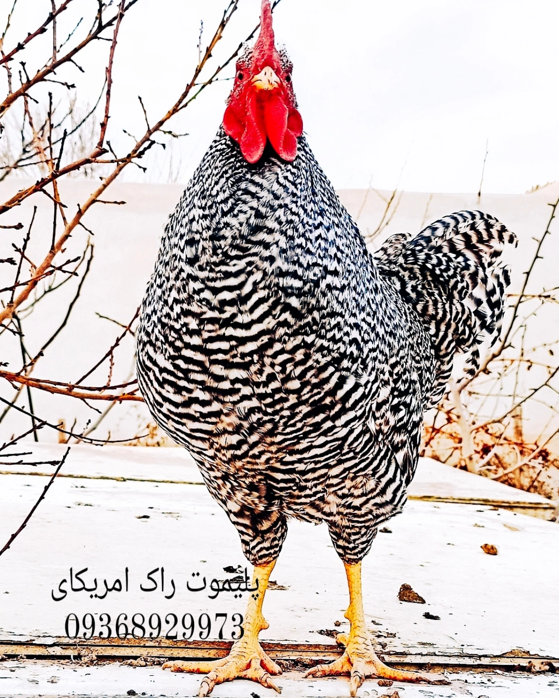 جوجه پلی موت راک