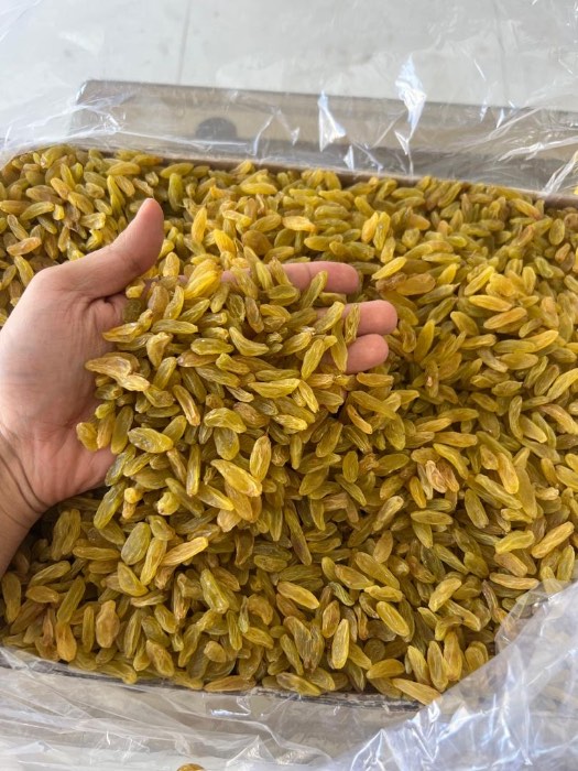 کشمش قلمی مستقیم از کاشمر