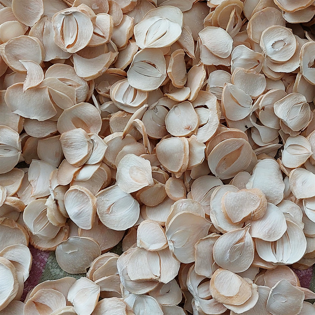 فروش موسیر خشک کوهی