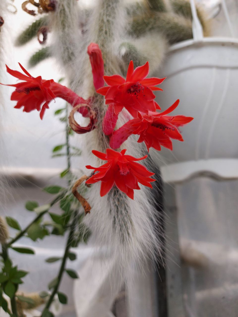 فروش کاکتوس کلکسیونی دم روباهی