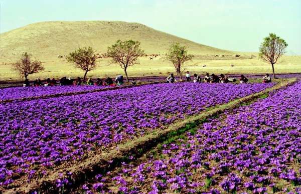 زعفران زرشک قاینات مستقیم ازدست کشاورز 