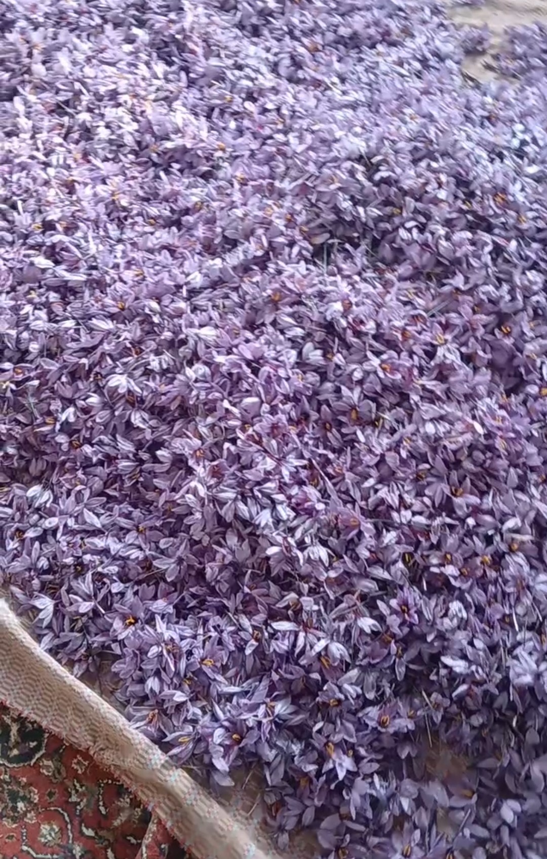 زعفران خالص اعلا مستقیم ازکشاورز