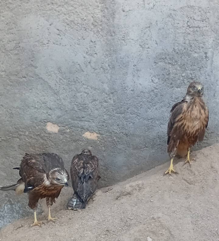 سه عدد جوجه عقاب اصیل ایرانی 