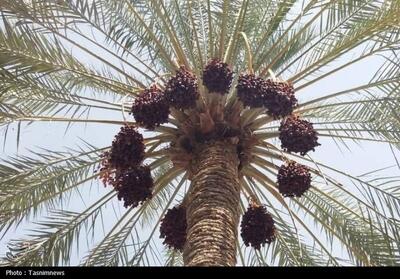 فروش انواع خرما