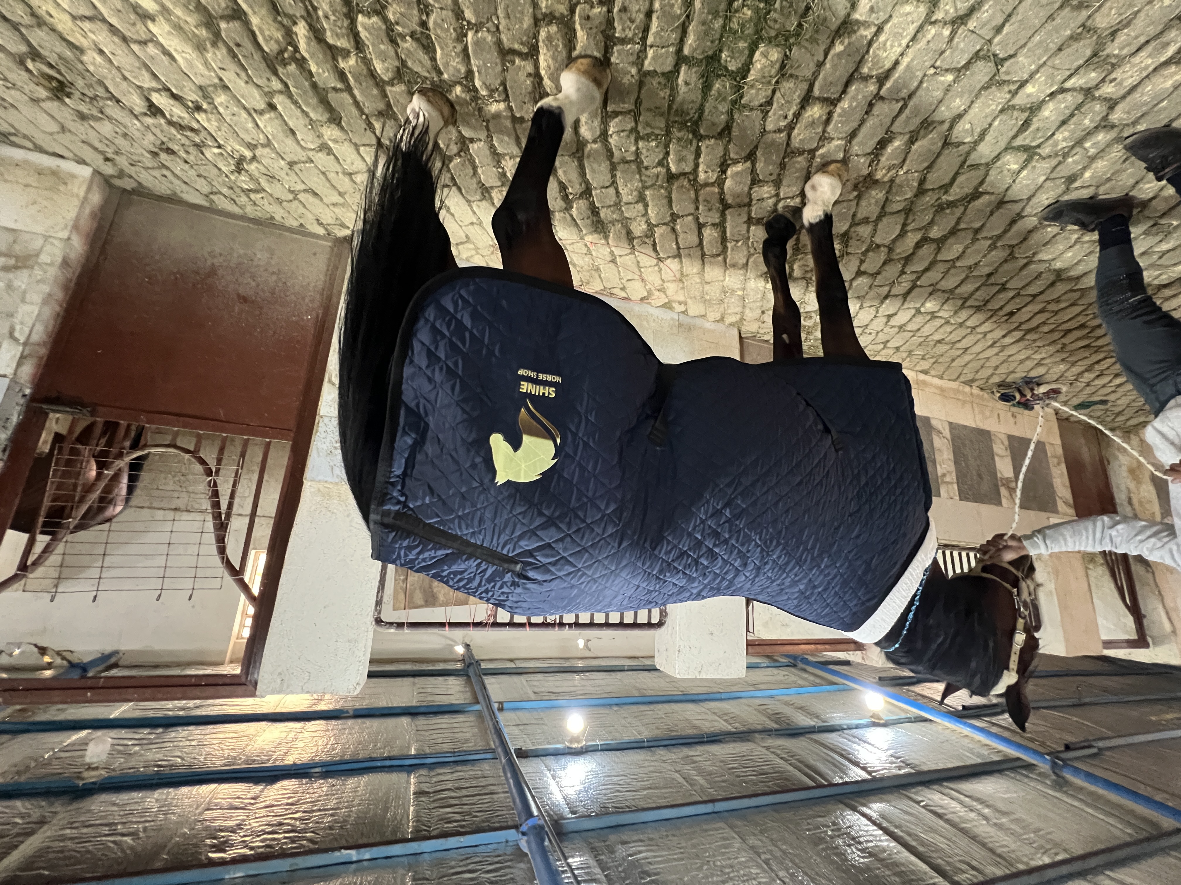 Horse and riding equipment