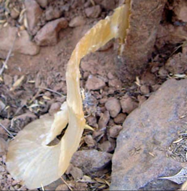 فروش 