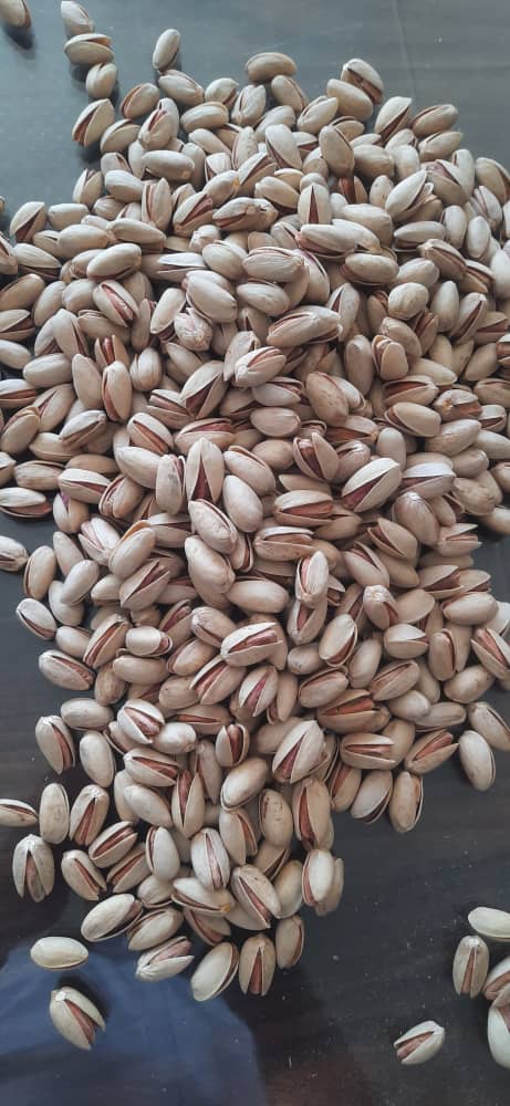 فروش ویژه انواع پسته ایران 