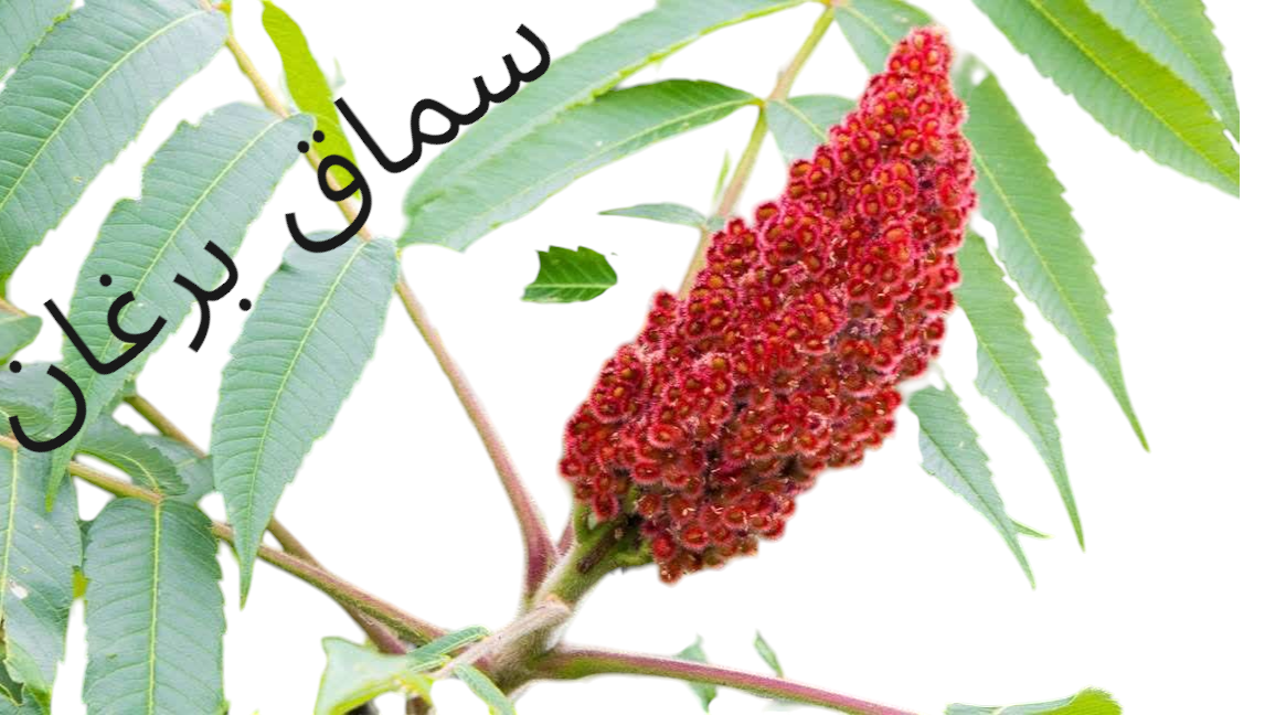 سماق تازه و درجه یک 