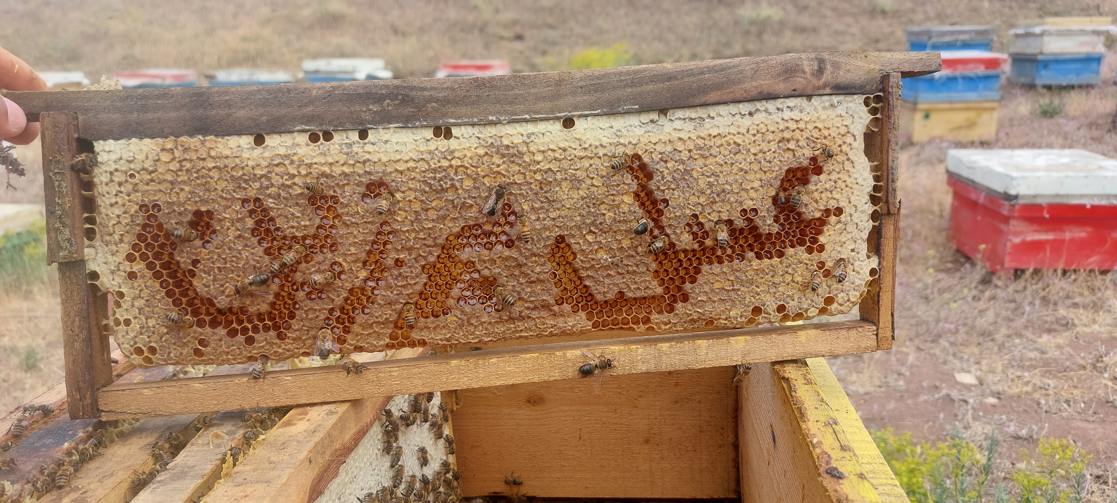 عسل خالص طبیعی 