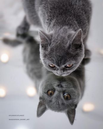 فروش حیوانات خانگی