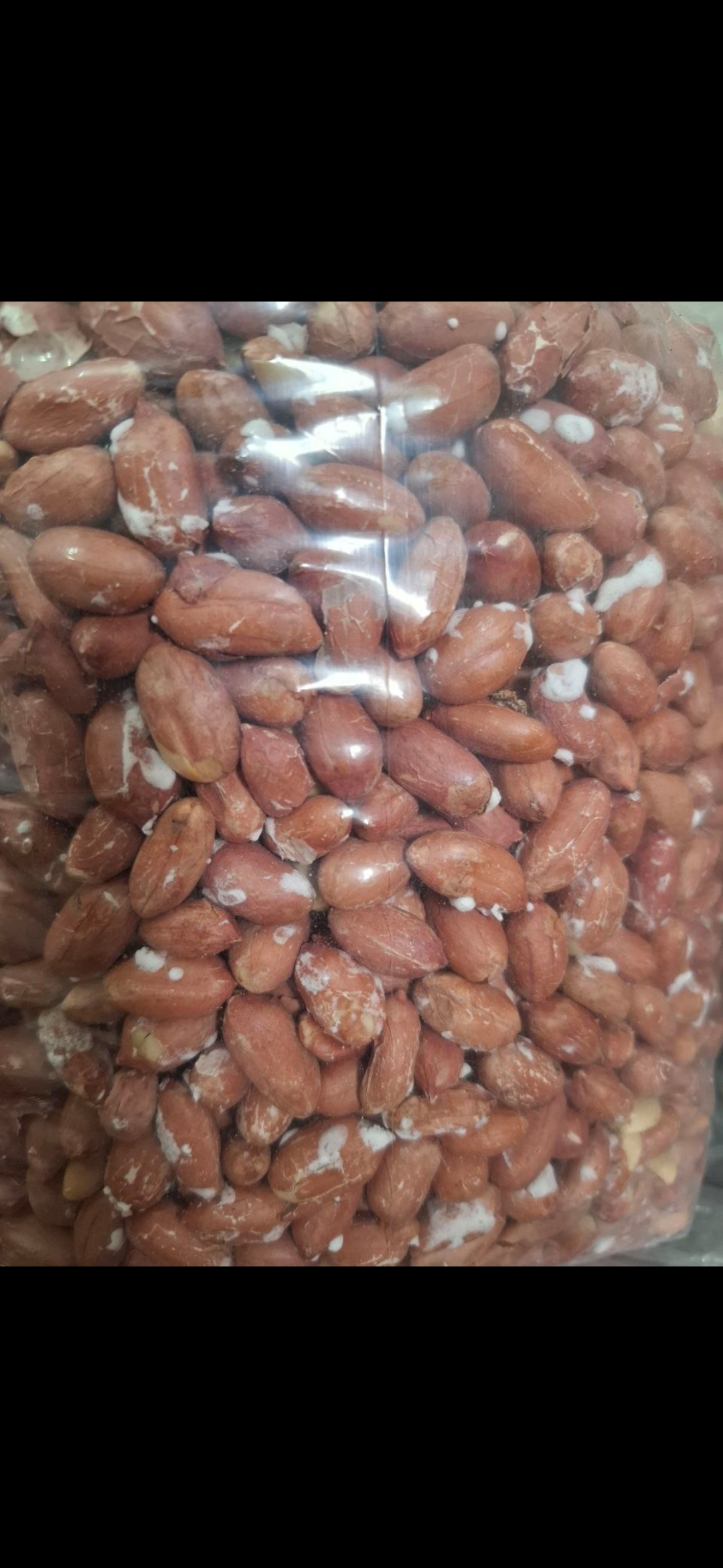 بادام زمینی 