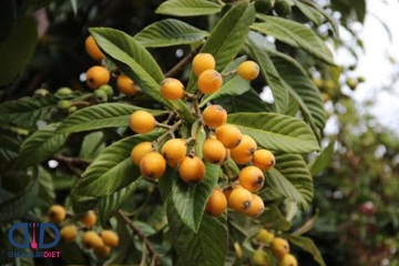 رب ازگیل جنگلی 
