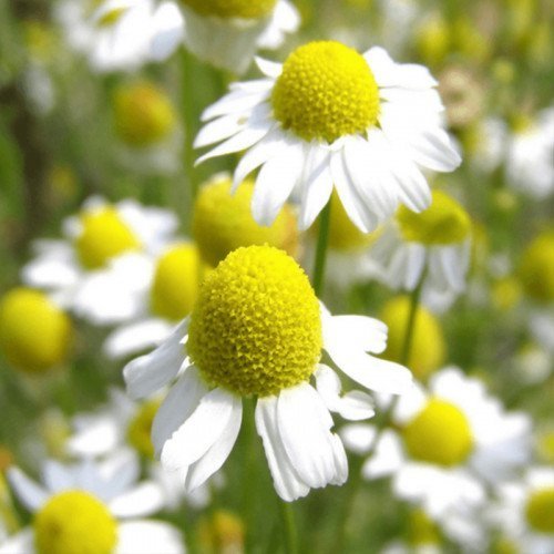 بابونه کوهی