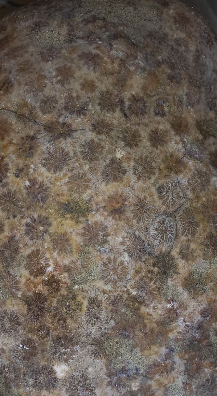 فسیل سنگ دوره مزوزوییک