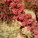 زرشک و زعفران یاقوت و طلای سرخ