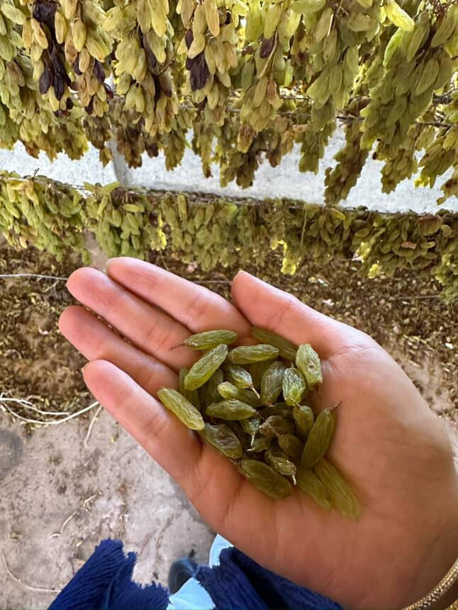 کشمش سبز قلمی کاشمر ، زعفران خراسان 