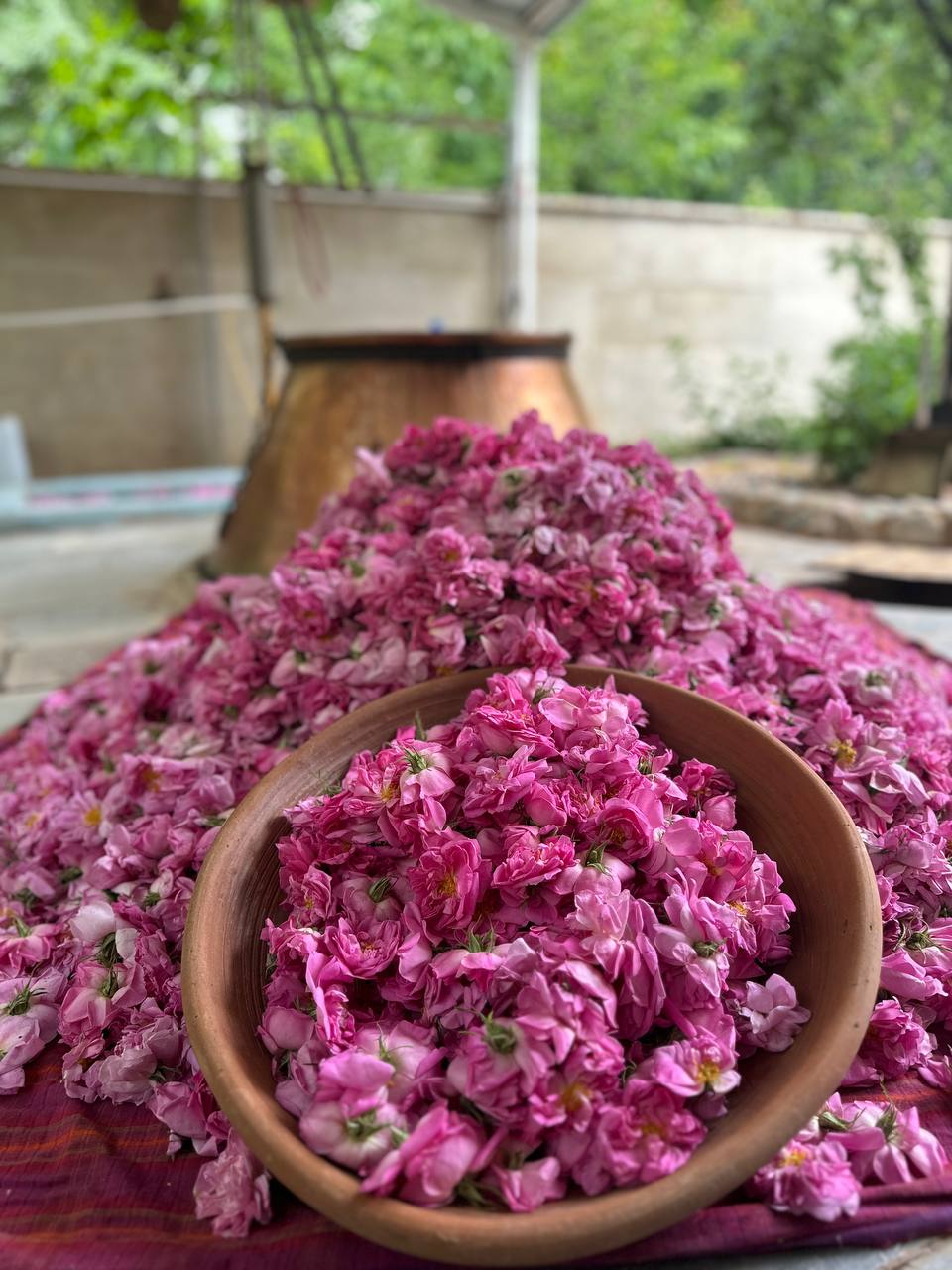 گلاب و عرقیجات 