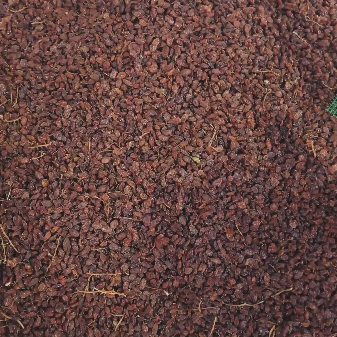 کشمش تن