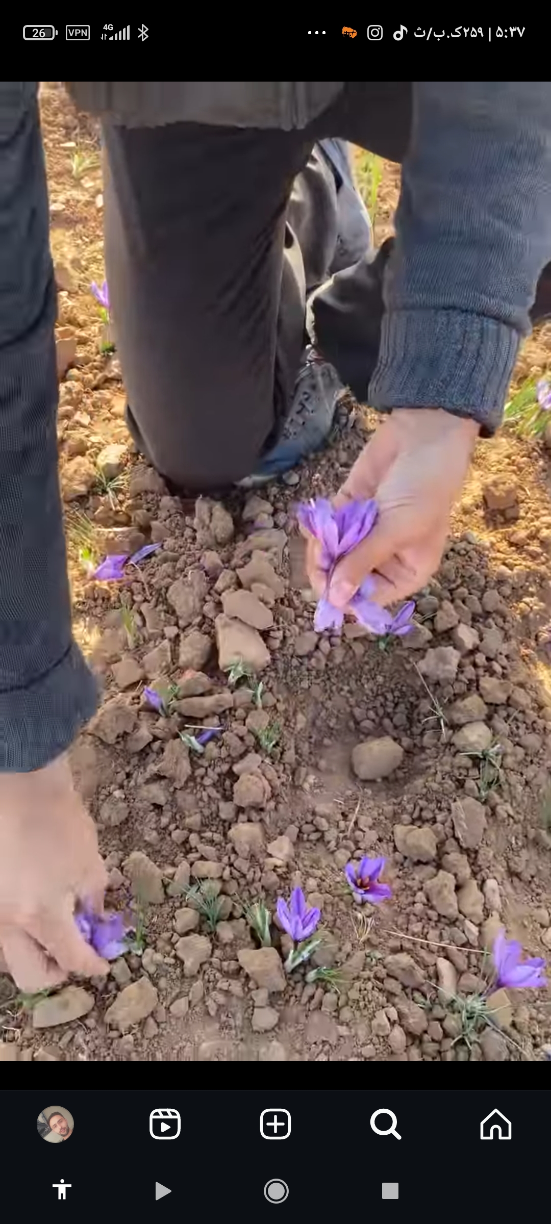 زعفران نگار ایران
