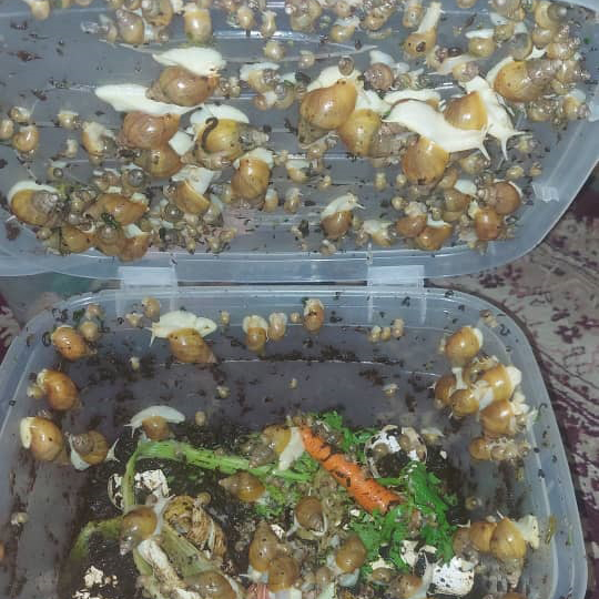 فروش حلزون