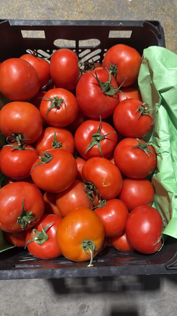 Tomato exportصادرات گوجه فرنگی